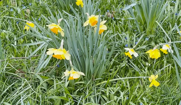 Flowers in Rosengarten, Bern.png