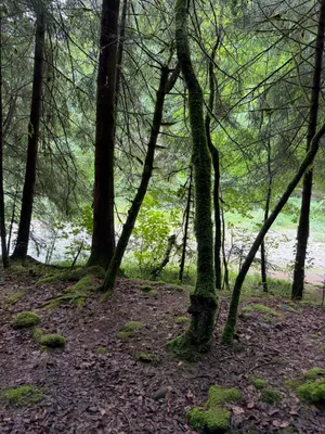 Schwarzwasserbrücke, Hiking landscapes_4.jpg