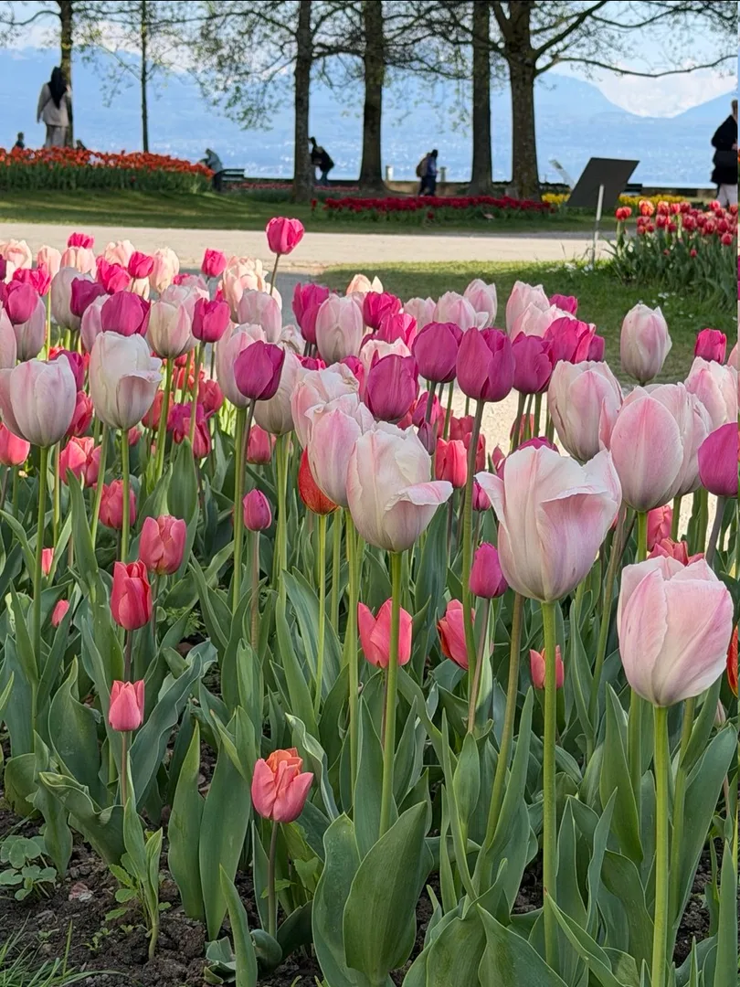 Morges Tulip Festival, Parc de l'Indépendance
