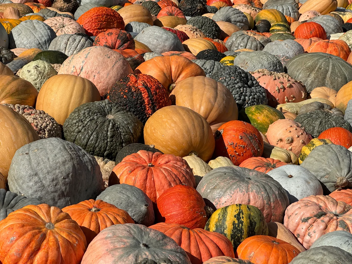 Different types and varieties of pumpkins