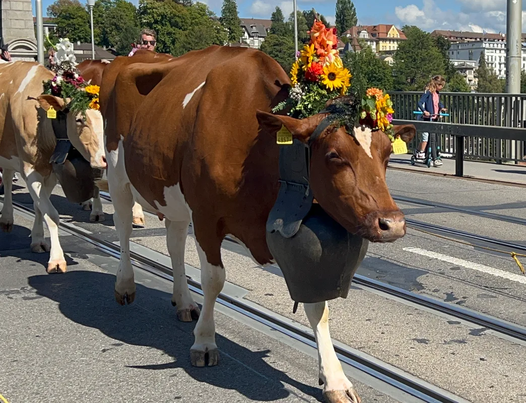 When the Bells Come Down the Mountain: Switzerland’s Living Alpabzug Tradition