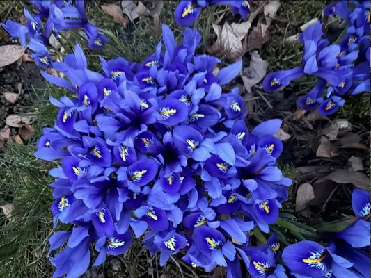 Spring irises, Beckenhof Park, Zurich