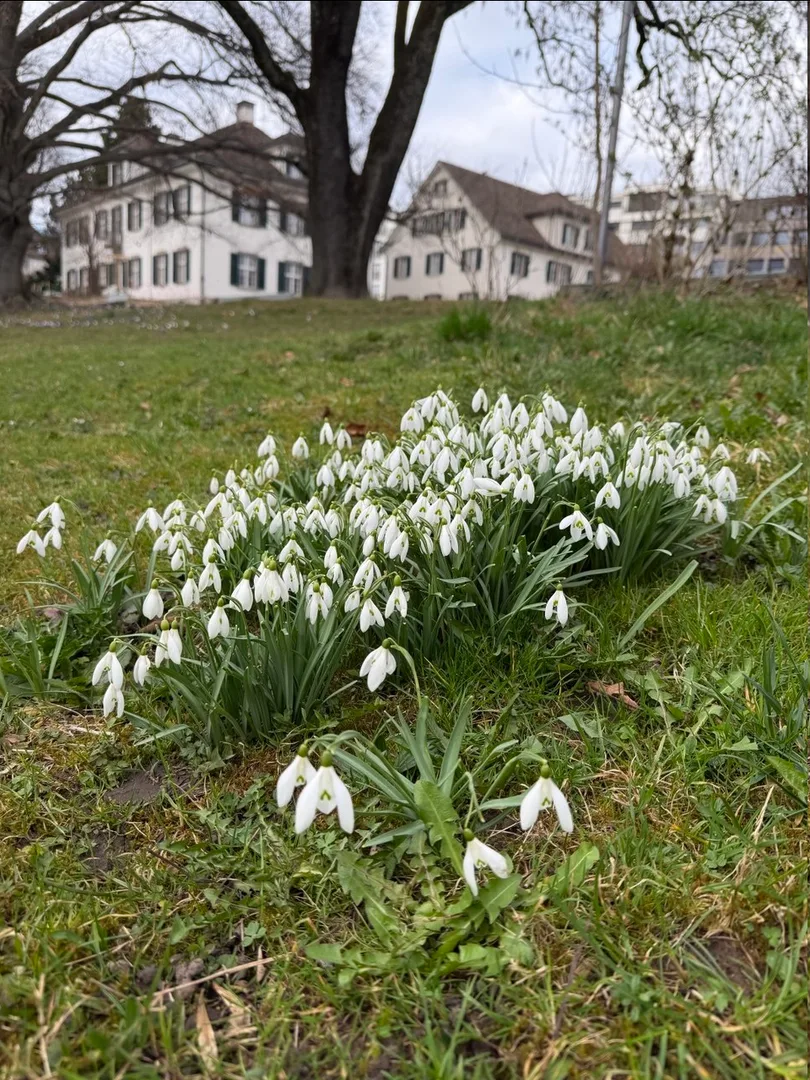 Snowdrops, Beckenhof, Zurich