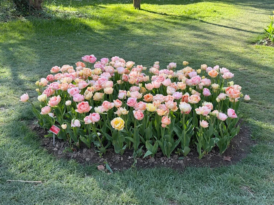 Tulpenfest Morges — Die kostenlose Schweizer Antwort auf Keukenhof
