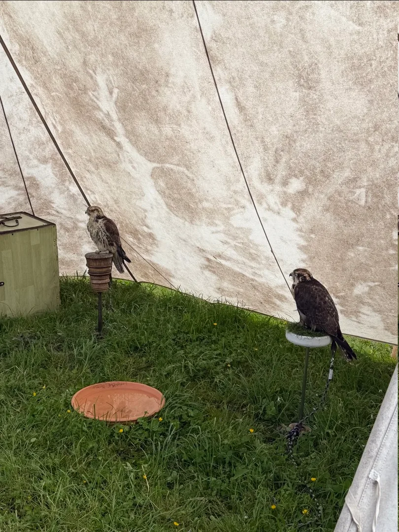 Medieval Spectacle Hinwil, Falconry and Animal Displays