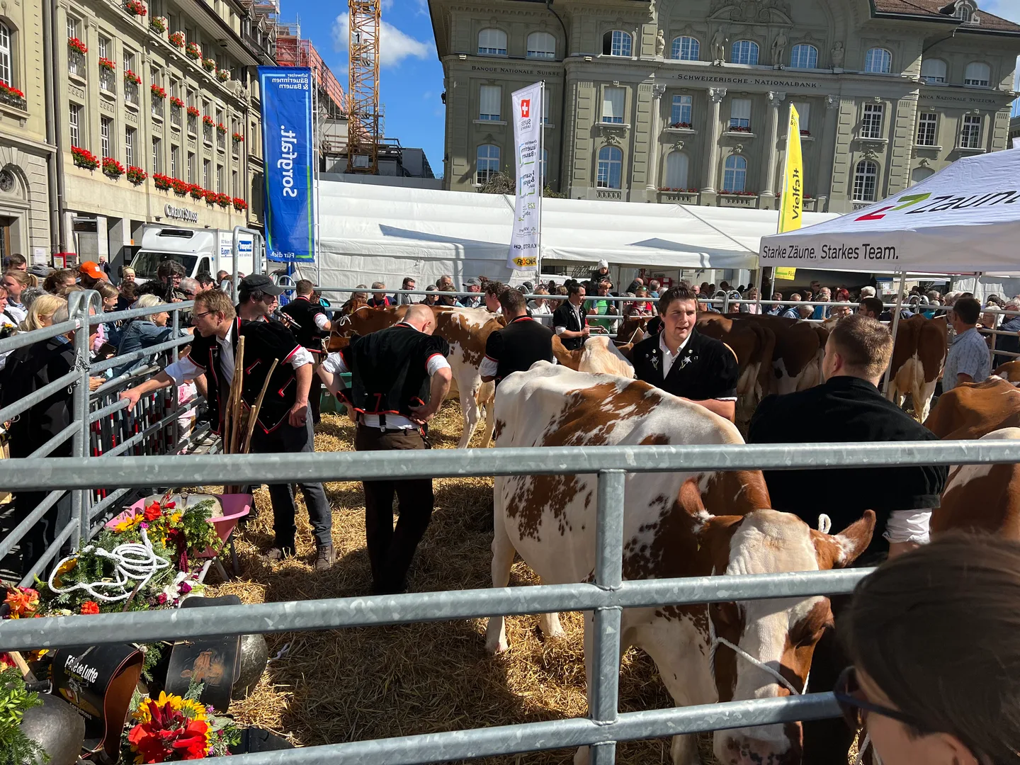 Cows at the traditional Swiss Alpabzug