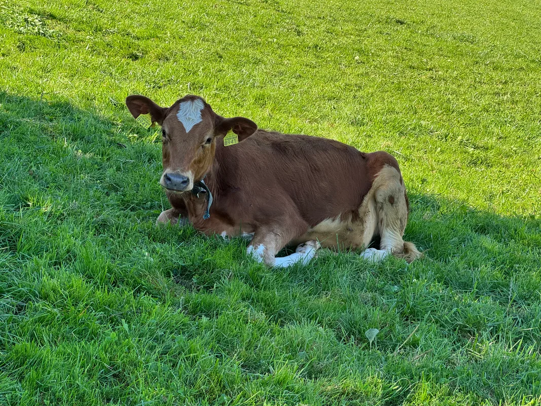 Switzerland's Cattle Descent: The 2026 Programme and How to Plan Your Day