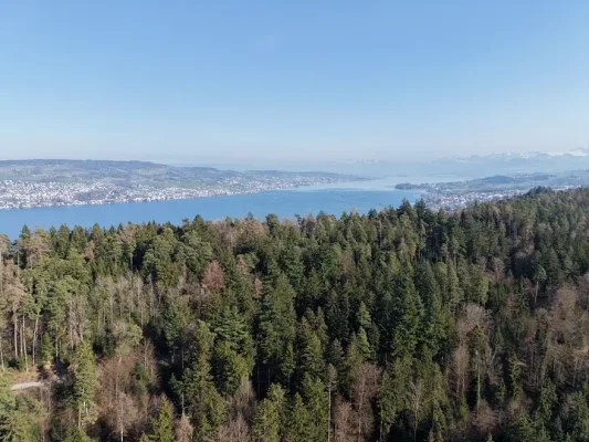 Sihlwald: A Wild Forest Near Zurich
