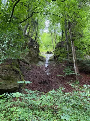 Schwarzwasserbrücke, Sandstone canyon.jpg
