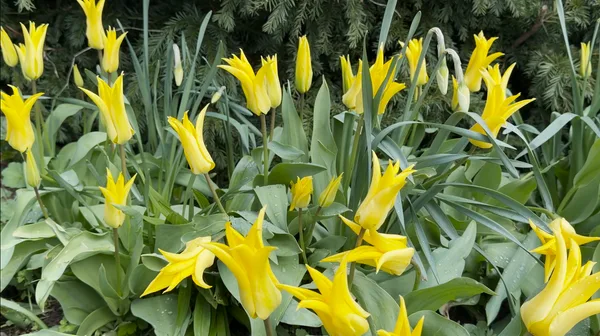 Tulips in Rosengarten, Bern.png