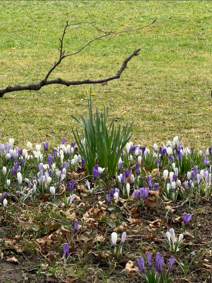 Crocuses, Beckenhof Park, Zurich