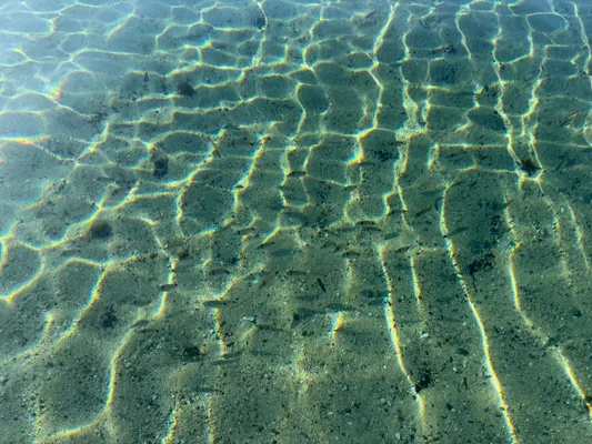 A school of fish in the sea on a beach in Sardinia
