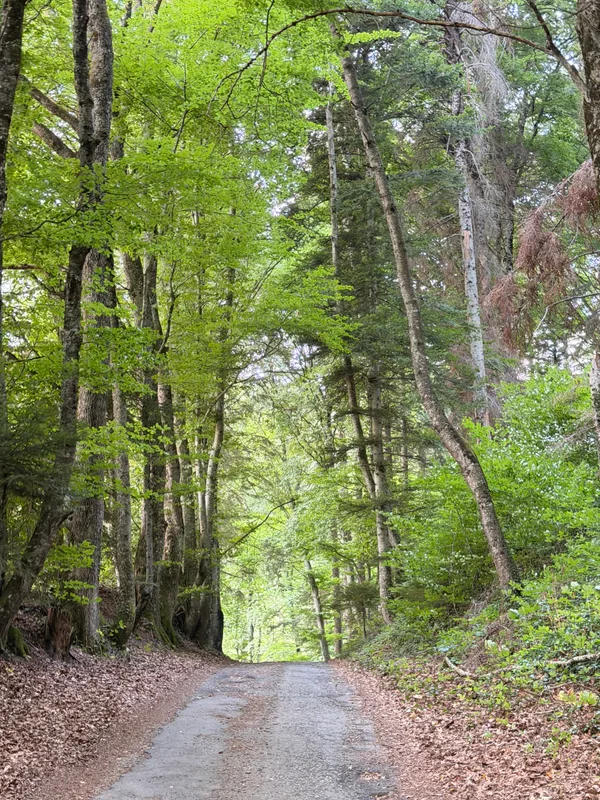 Road to the Grande Citadelle de Monthoux_1.HEIC