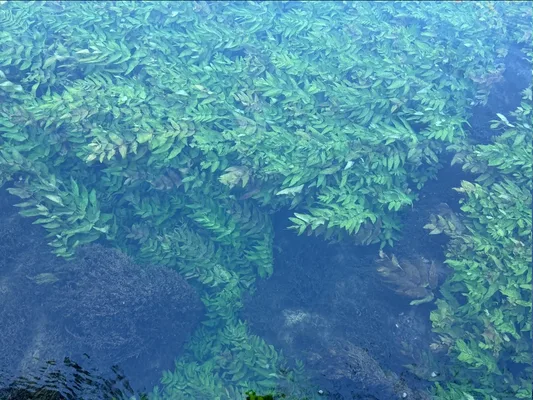 The turquoise waters of the Sorgue River, Fontaine-de-Vaucluse