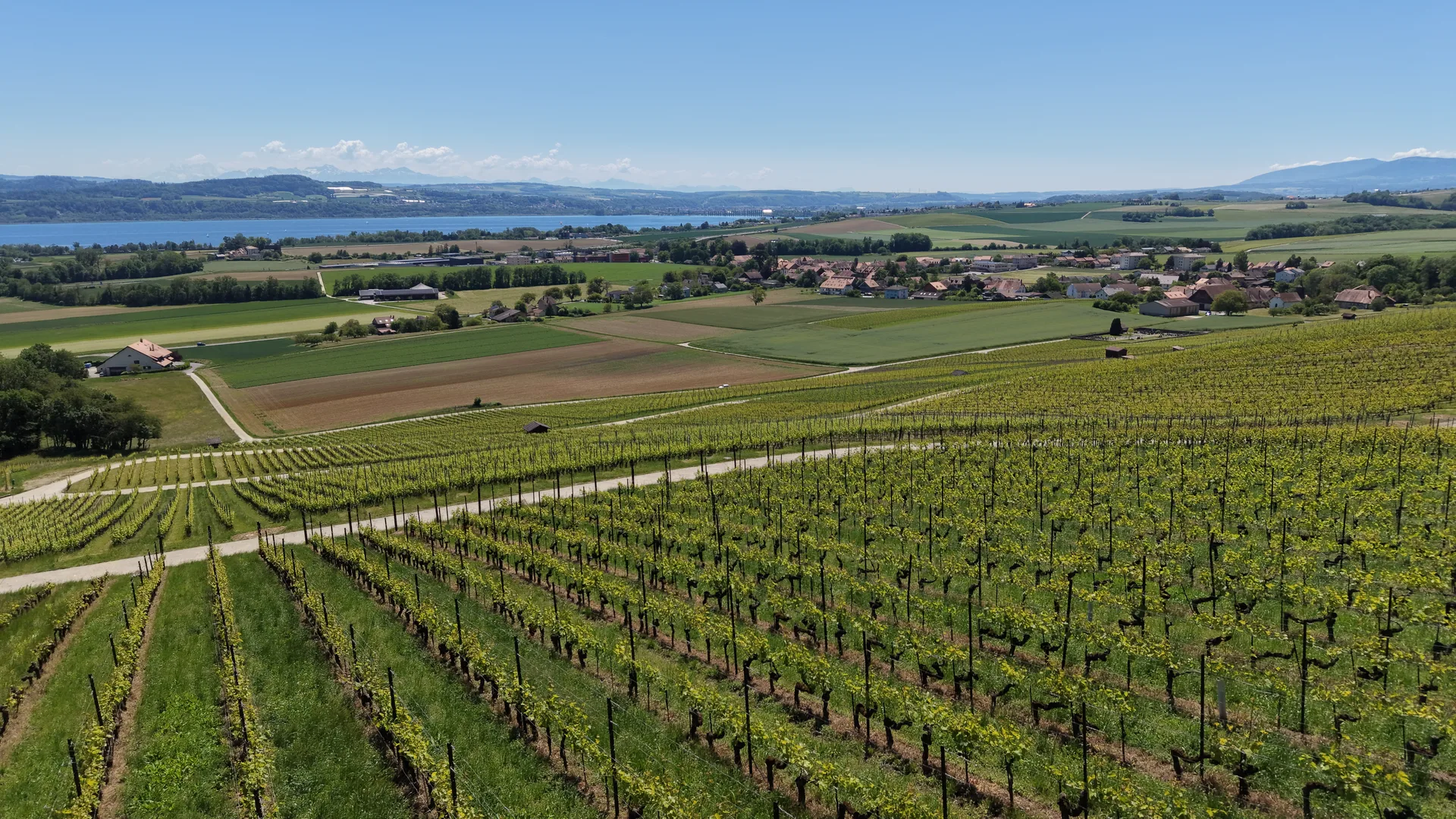Caves Ouvertes Vaudoises, Lavaux and UNESCO, Bonvillars.JPG