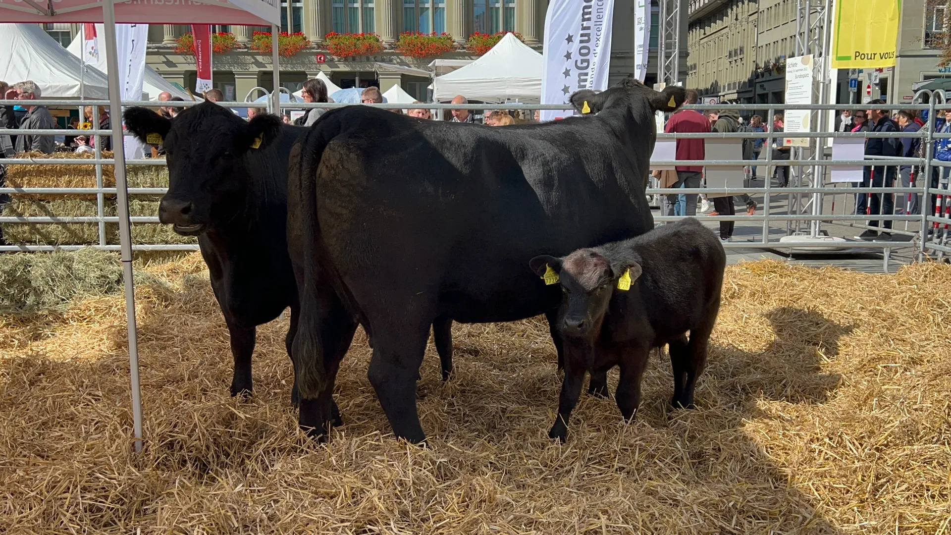 Cows with their calves