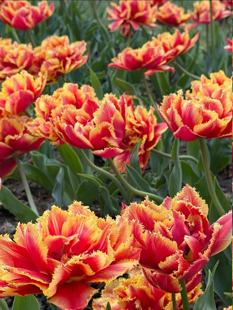 Morges Tulip Festival, Parc de l'Indépendance